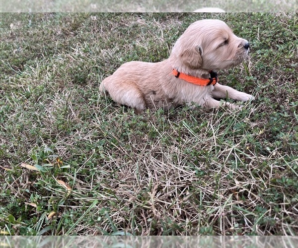Medium Photo #3 English Cream Golden Retriever Puppy For Sale in CENTERTOWN, MO, USA