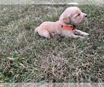 Small Photo #16 English Cream Golden Retriever Puppy For Sale in CENTERTOWN, MO, USA