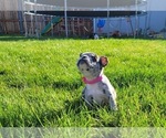 Small Photo #9 Faux Frenchbo Bulldog Puppy For Sale in PASCO, WA, USA