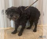 Small #1 Mutt