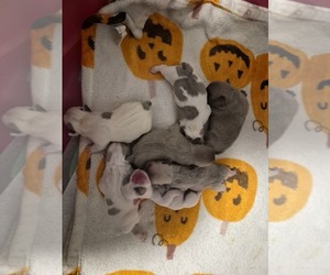 French Bulldog Puppy for sale in LEXINGTON PARK, MD, USA