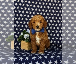 Goldendoodle (Miniature) Puppy for sale in CHRISTIANA, PA, USA