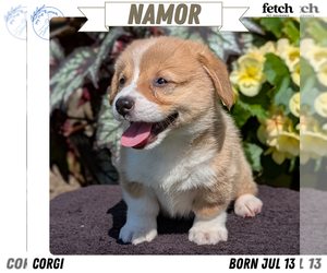 Medium Pembroke Welsh Corgi