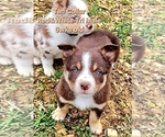 Small Photo #66 Border Collie Puppy For Sale in BYBEE, TN, USA