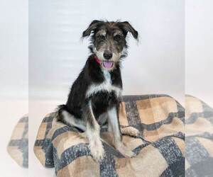 Shannon - Female Retriever -Unknown Mix Dog for Adoption - Photo #4