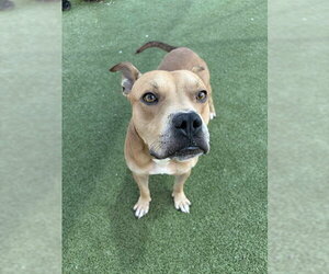 MILO - Male American Pit Bull Terrier-Unknown Mix Dog for Adoption - Photo #2
