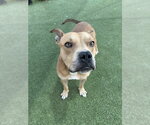 Small #1 American Pit Bull Terrier Mix