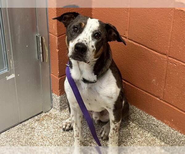 Medium Photo #4  Puppy For Sale in , 
