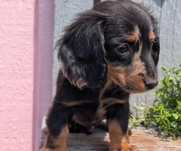 Medium Photo #11 Dachshund Puppy For Sale in GOSHEN, IN, USA