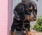 Small #10 Dachshund