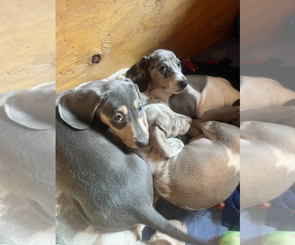 Medium Photo #3 Dachshund Puppy For Sale in LAKEBAY, WA, USA
