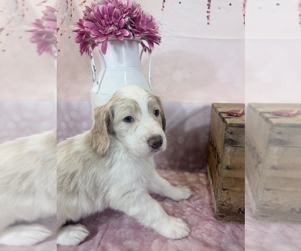 Medium Photo #49 Aussie-Poo-Goldendoodle Mix Puppy For Sale in COMMERCE, MI, USA