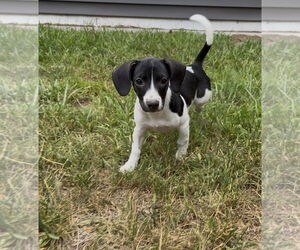Dachshund-Unknown Mix Dogs for adoption in Duluth, MN, USA