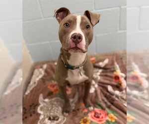 Mutt Dogs for adoption in Brighton, CO, USA