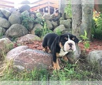 Small Photo #8 Olde English Bulldogge Puppy For Sale in LAKE NEPESSING, MI, USA