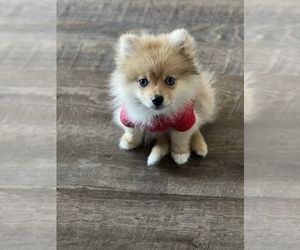 Pomeranian Puppy for sale in SAN JACINTO, CA, USA