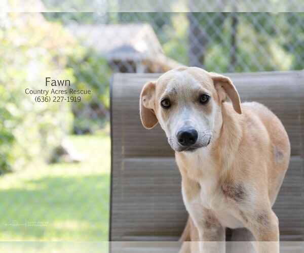 Medium Photo #1 Retriever -Unknown Mix Puppy For Sale in Manchester, MO, USA