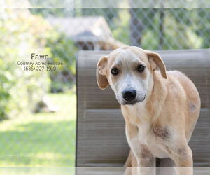 Retriever -Unknown Mix Dogs for adoption in Manchester, MO, USA