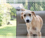 Small Retriever  Mix