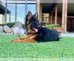 Small #2 German Shepherd Dog
