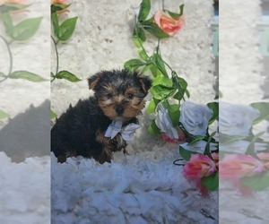 Yorkshire Terrier Puppy for sale in INDIANAPOLIS, IN, USA