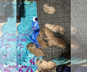 Golden Retriever Puppy for sale in PAYNESVILLE, MN, USA