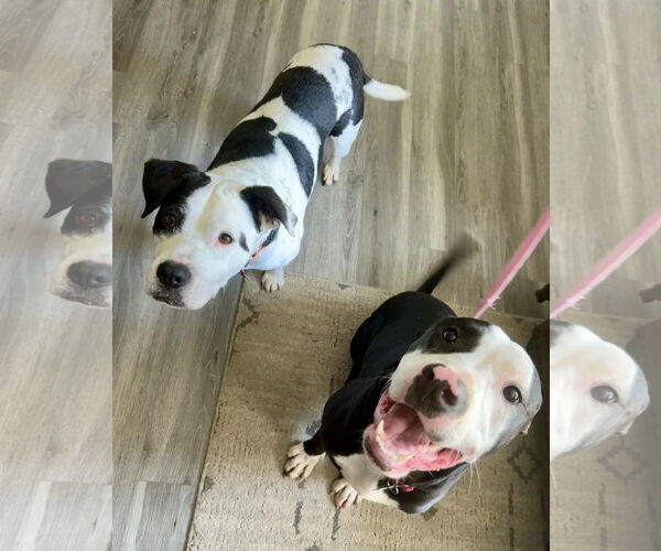 Medium Photo #5 American Pit Bull Terrier-Unknown Mix Puppy For Sale in Spotsylvania, VA, USA