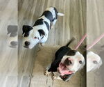 Small #4 American Pit Bull Terrier Mix