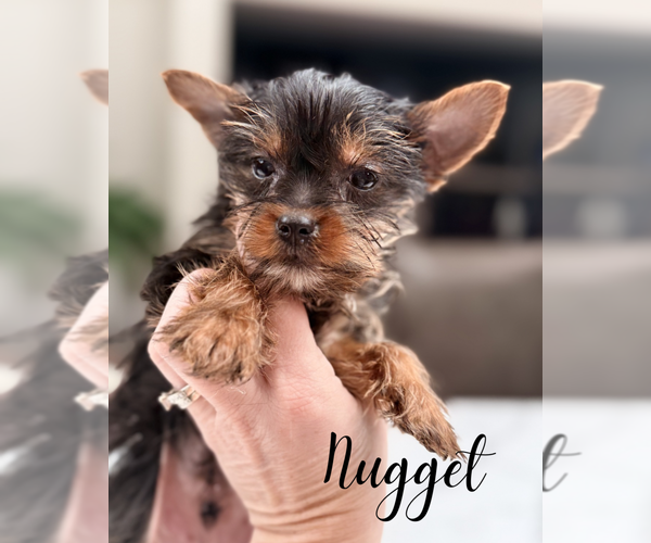 Medium Photo #6 Yorkshire Terrier Puppy For Sale in ADDISON, IL, USA