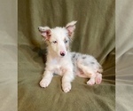 Small Photo #6 Australian Shepherd Puppy For Sale in LAKELAND, FL, USA