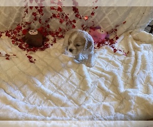 Cocker Spaniel Puppy for sale in CADDO, OK, USA