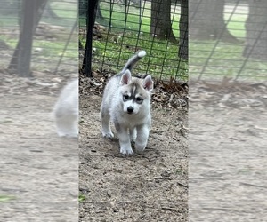 Siberian Husky Puppy for sale in COLFAX, WI, USA
