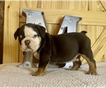 Image preview for Ad Listing. Nickname: Litter of 5