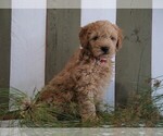 Small Photo #3 Goldendoodle (Miniature) Puppy For Sale in FREDERICKSBG, OH, USA