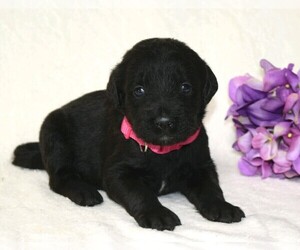Labradoodle Puppy for sale in COSHOCTON, OH, USA
