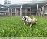 Small #3 Retriever  Mix