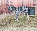 Small #15 Catahoula Leopard Dog