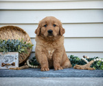Small #2 Golden Retriever