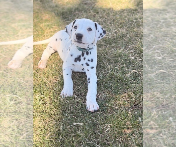 Medium Photo #11 Dalmatian Puppy For Sale in ADDISON, IL, USA