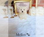 Small #1 Maltese