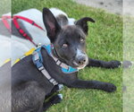 Small #3 Mutt