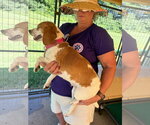 Small #3 Beagle Mix