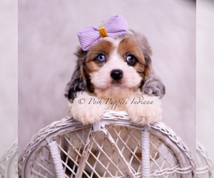 Medium Cavapoo (Miniature)