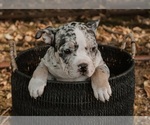 Puppy Puppy 5 American Bully