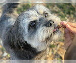 SHADOW - Male Maltese-Unknown Mix Dog for Adoption - Small photo