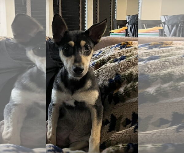 Medium Photo #20 Mutt Puppy For Sale in Germantown, OH, USA