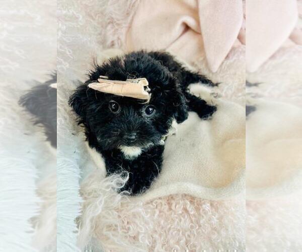 Medium Photo #7 Shih-Poo Puppy For Sale in JACKSONVILLE, FL, USA