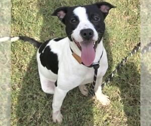 Mutt Dogs for adoption in Houston, TX, USA