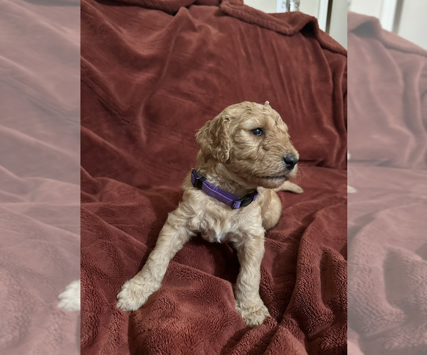 Medium Photo #5 Goldendoodle (Miniature) Puppy For Sale in BRAWLEY, CA, USA