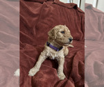 Small Photo #5 Goldendoodle (Miniature) Puppy For Sale in BRAWLEY, CA, USA